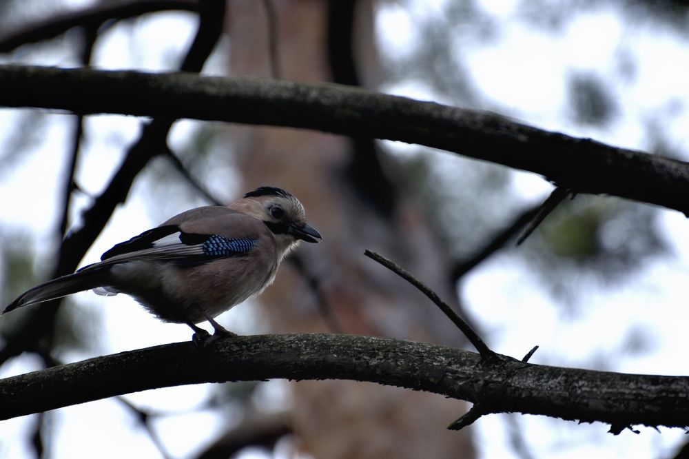Красавица-сойка