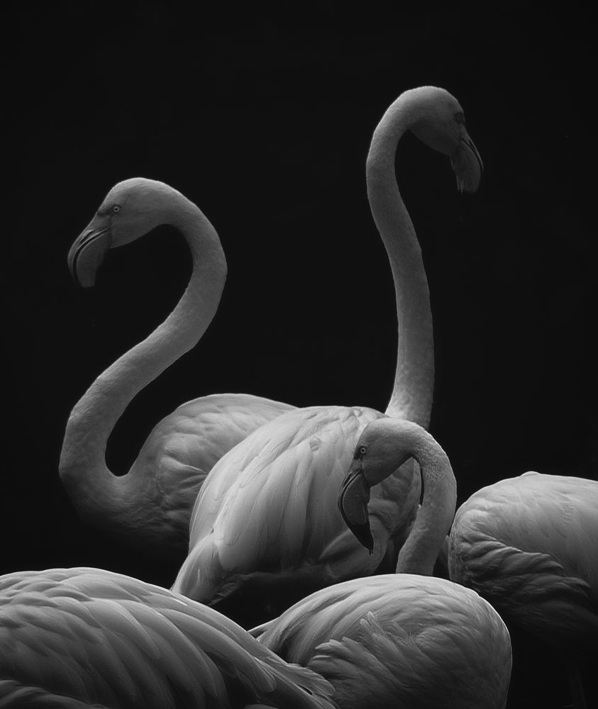 Flamingo nest
