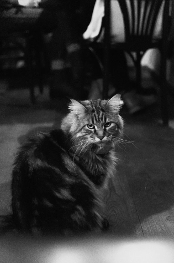 Настроение кота 31 декабря