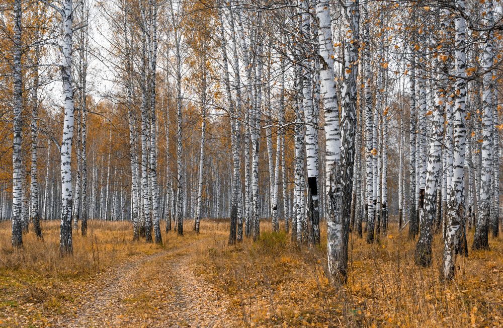 Поздняя осень