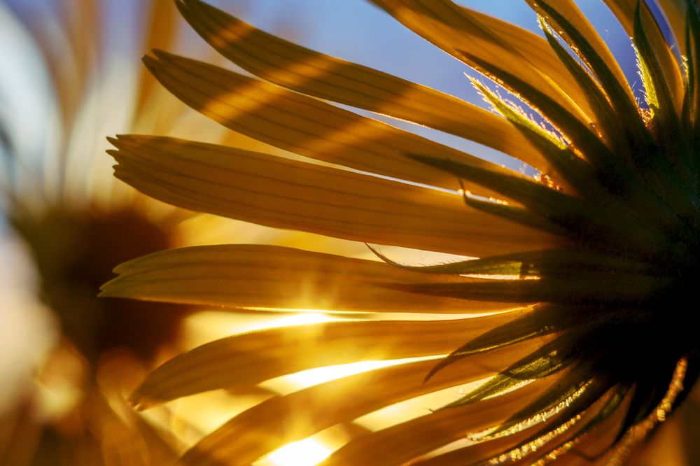 Пойманное солнце