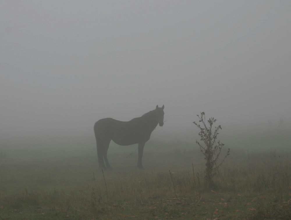 Лошадь в тумане