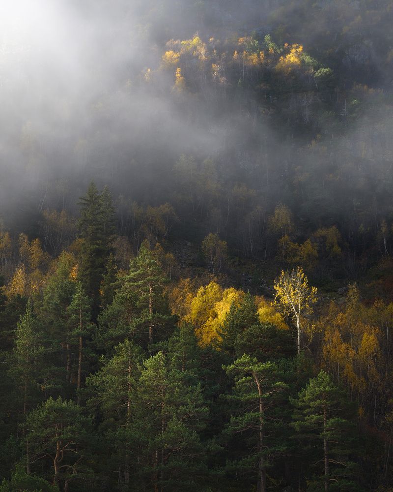 Туманное утро