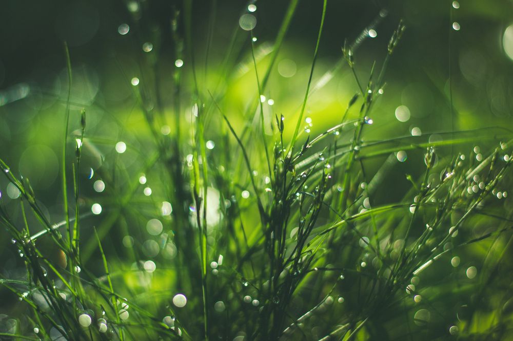 Зеленое утро