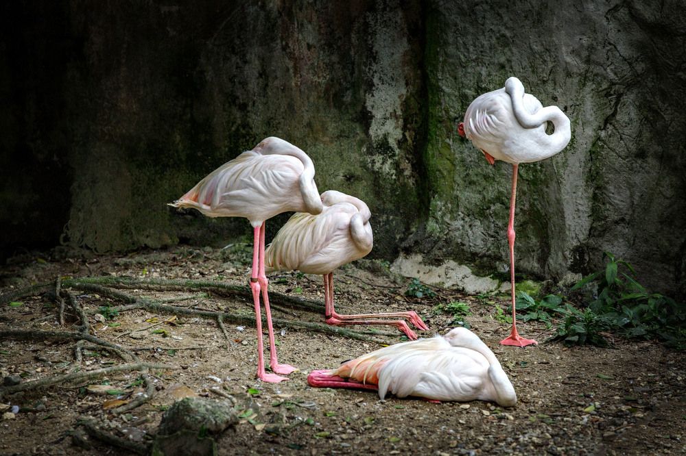 Розовый сон фламинго.