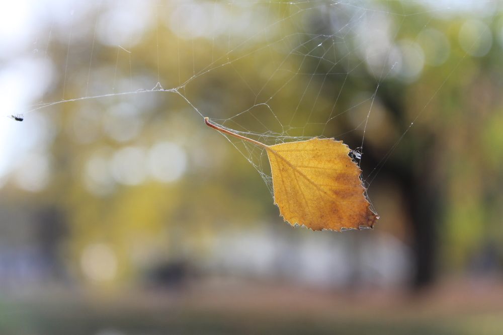 Бојата на есента