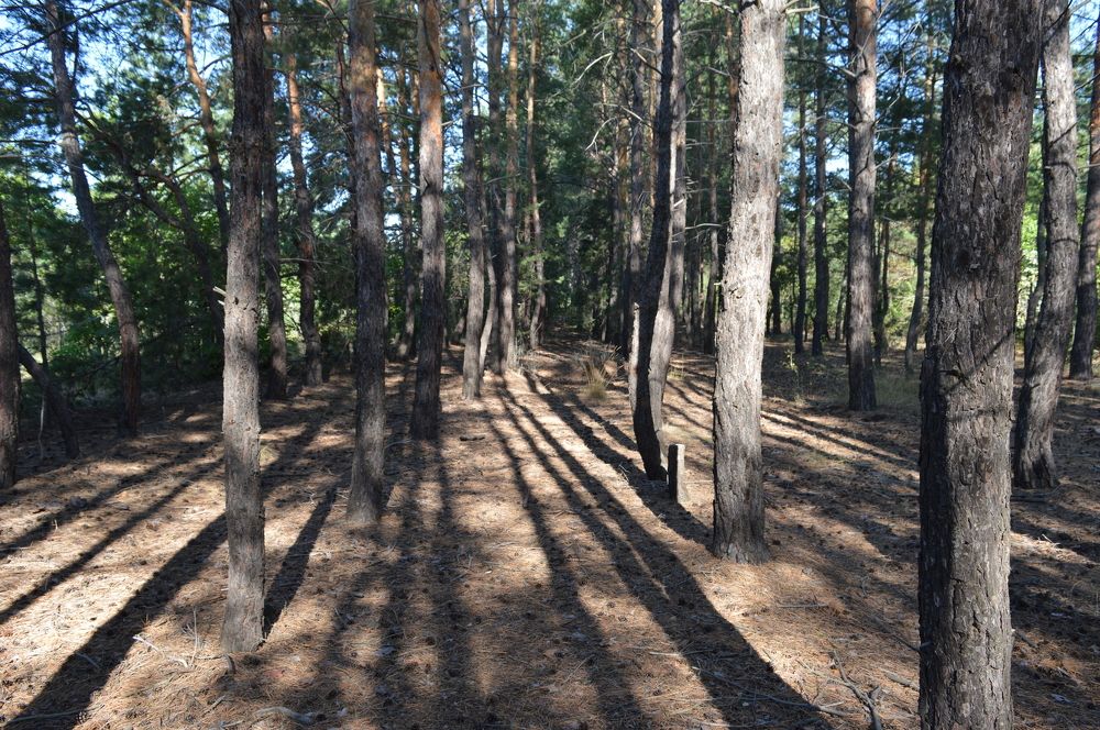 Тенистый лес.