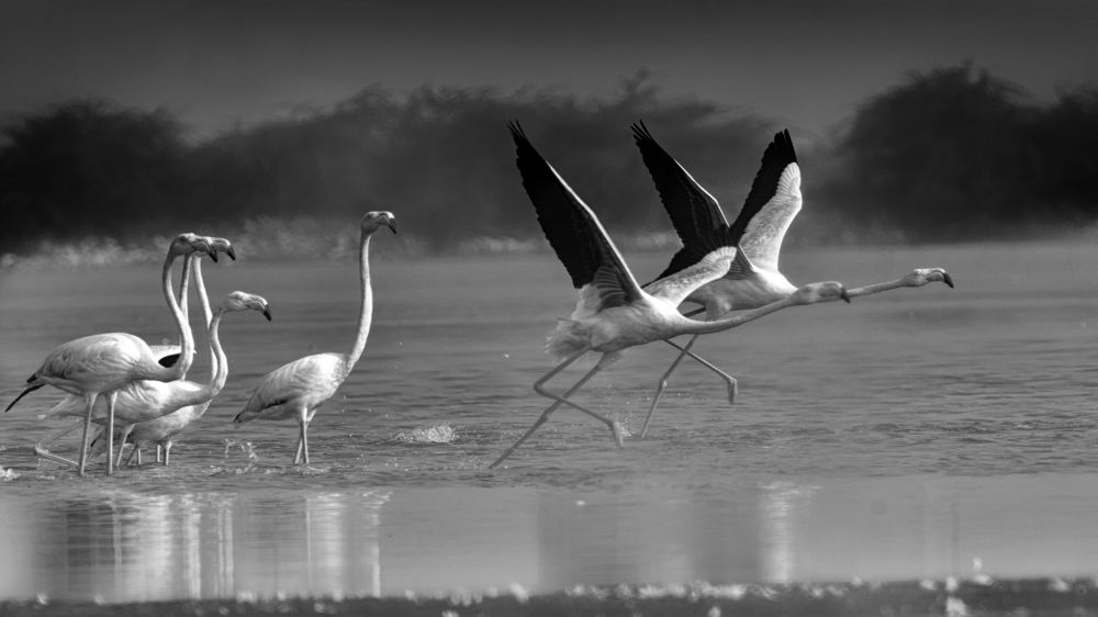 The Bonded and The Liberated