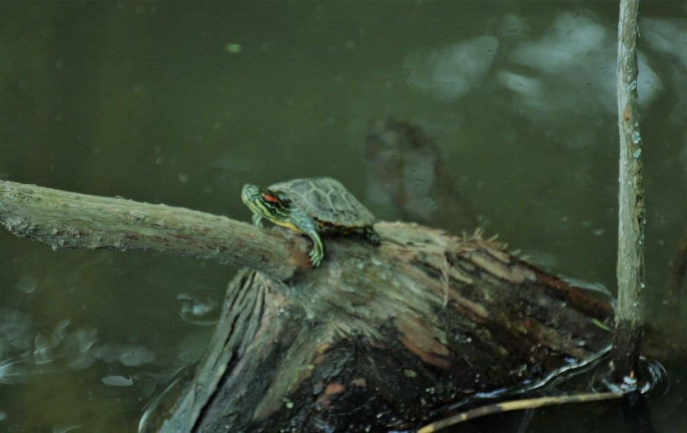 Photograph by Naim Iseni