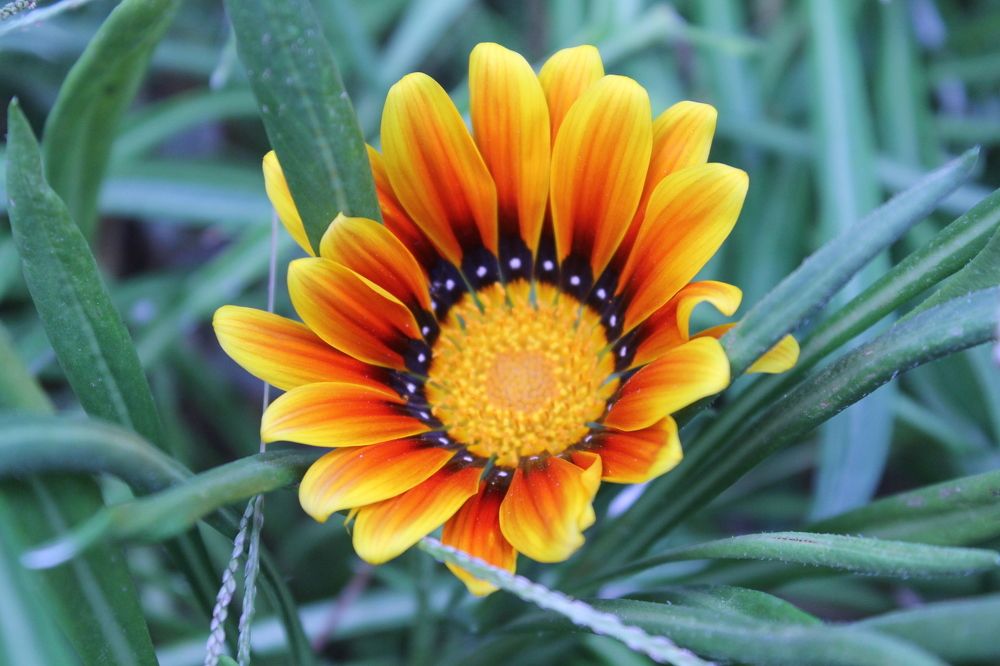 Егзотичните бои на цветот