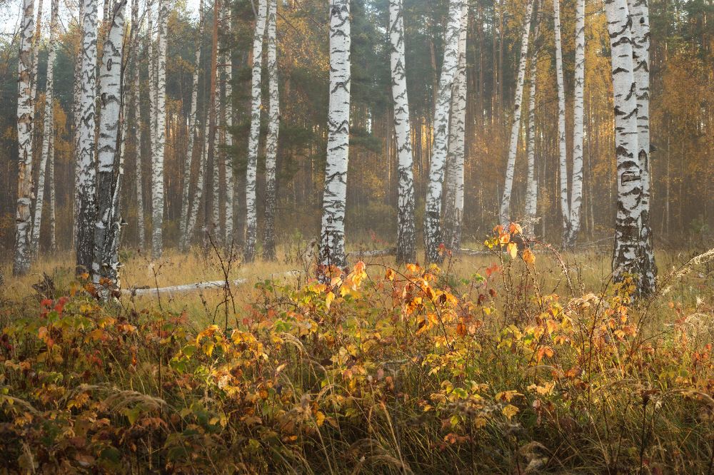 Осенняя палитра