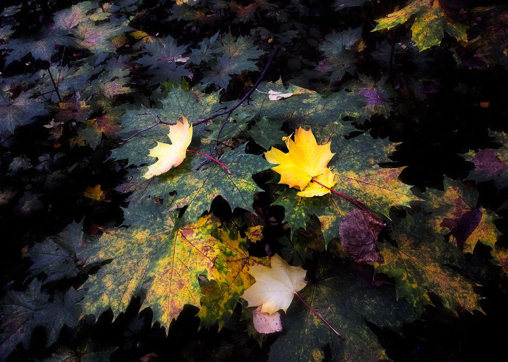 "Натюрморт" на природе