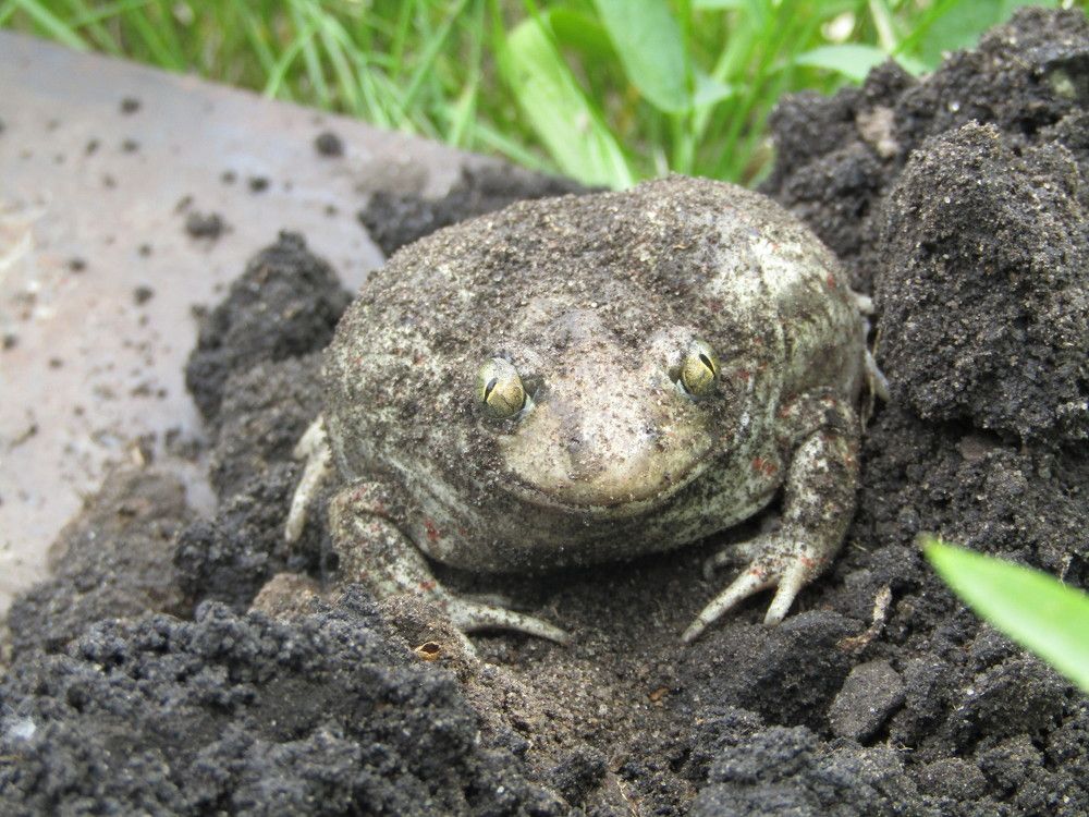 Где же принц?