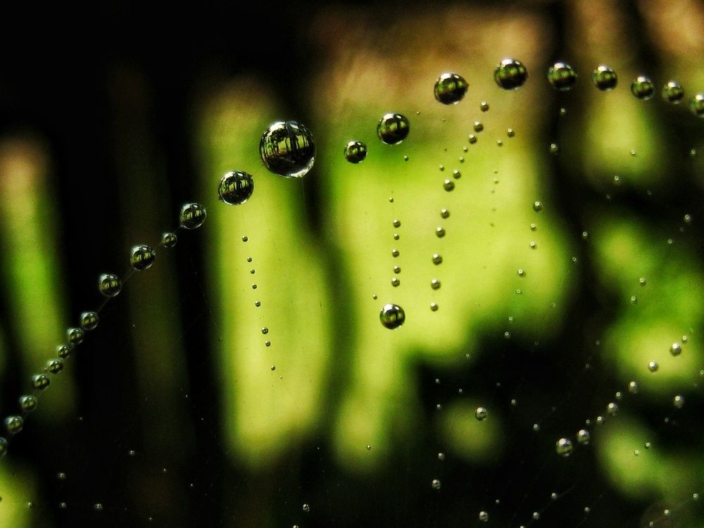 Dew drops