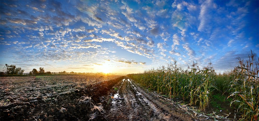 Морозным утром в полях