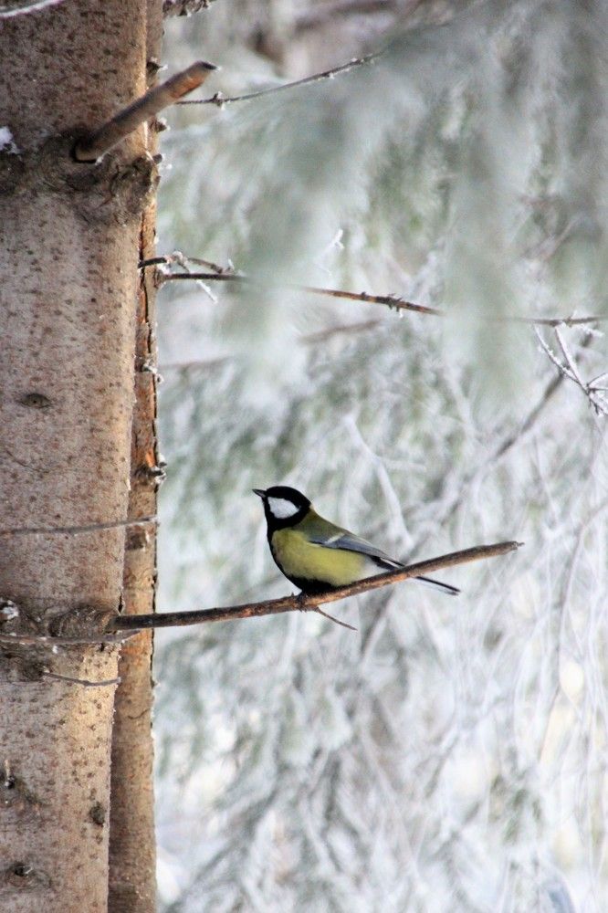 Фотография автора Александр Хохряков