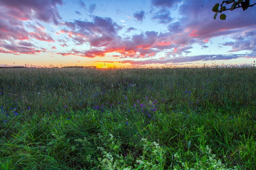 Перламутр летнего заката