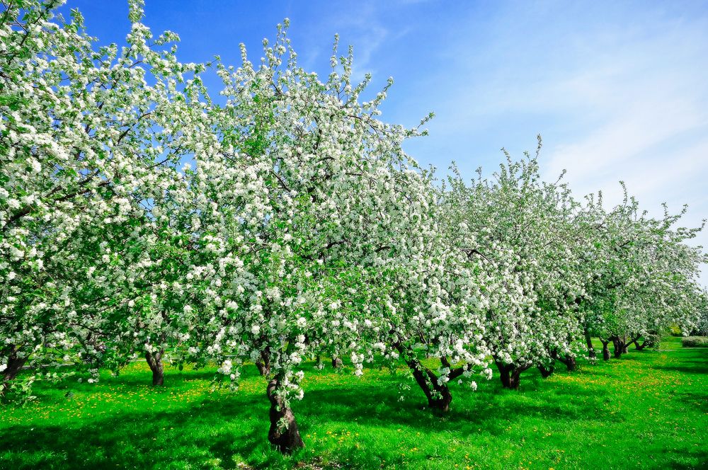 Коломенское весной