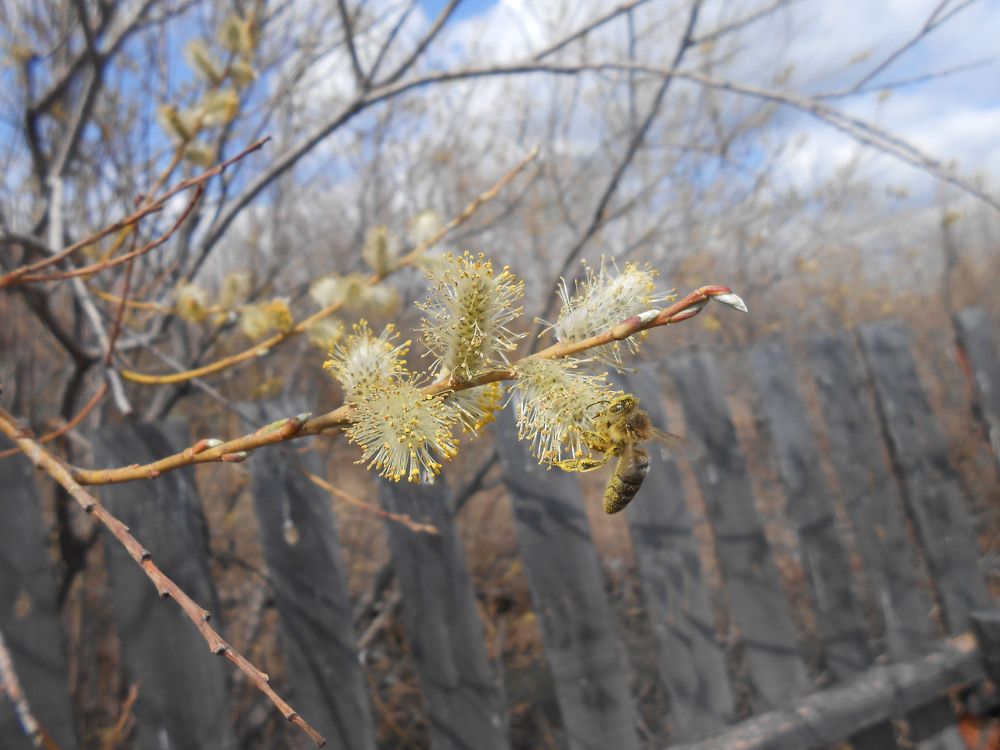 Photograph by Алёна Пестерева