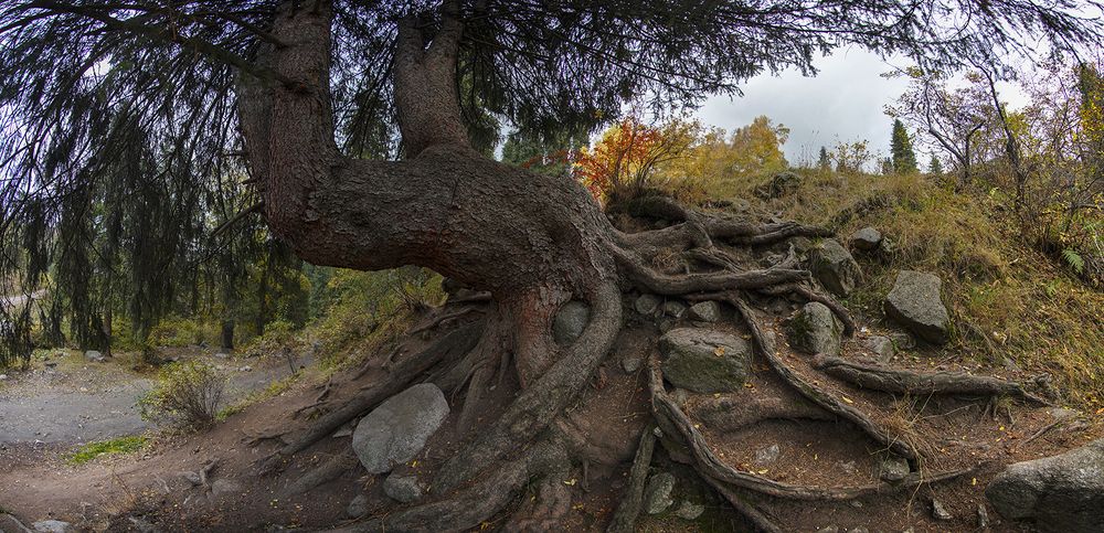Корень силы...