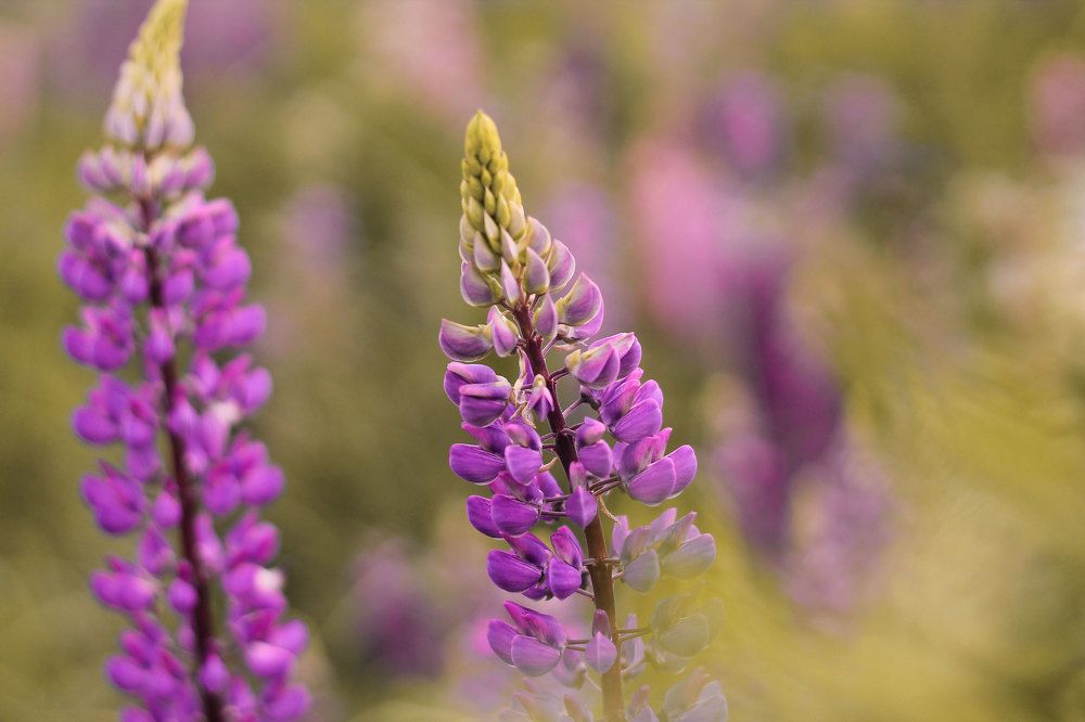 Photograph by Юлия Зезюлина