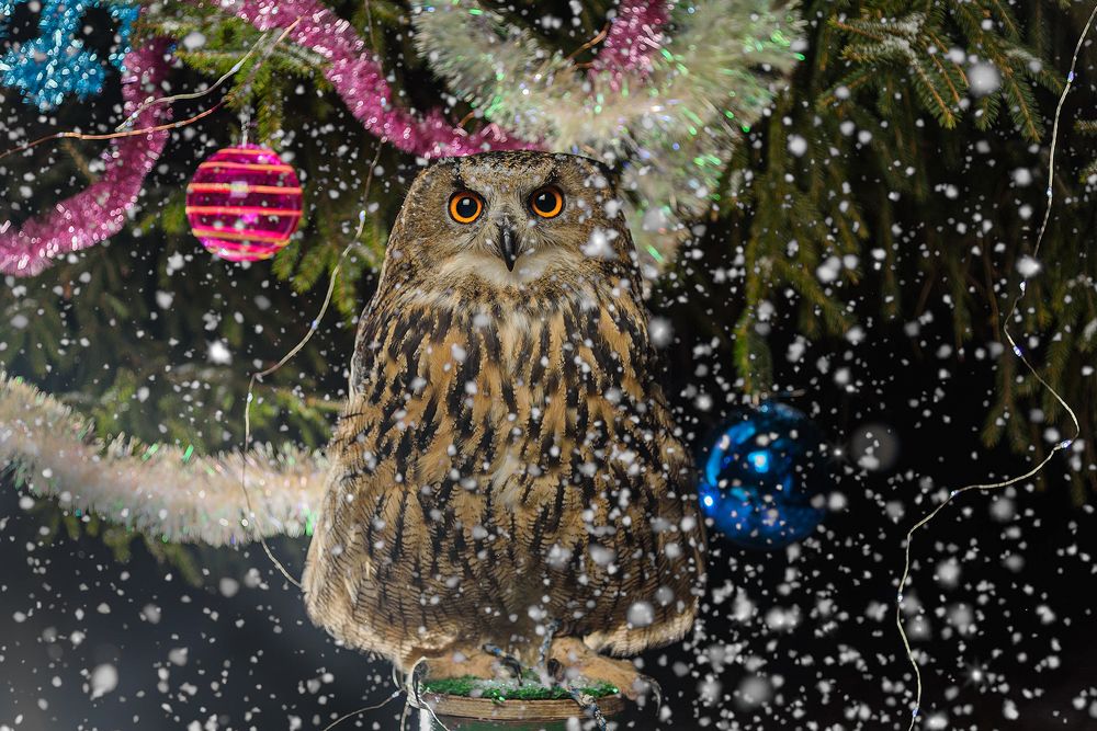 Новогодняя сова