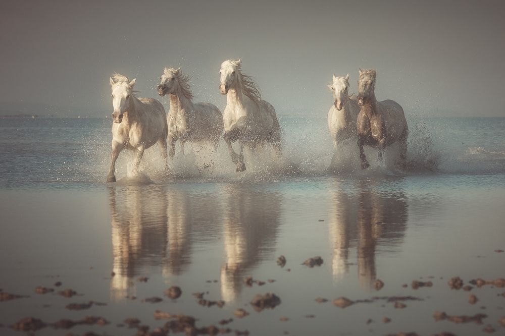 Жеребцы Камарга