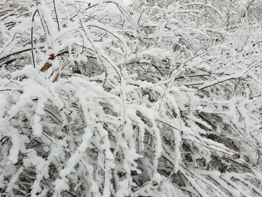 Winter shade of pale