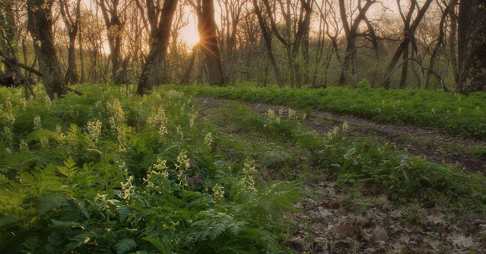 дорога к первоцветам