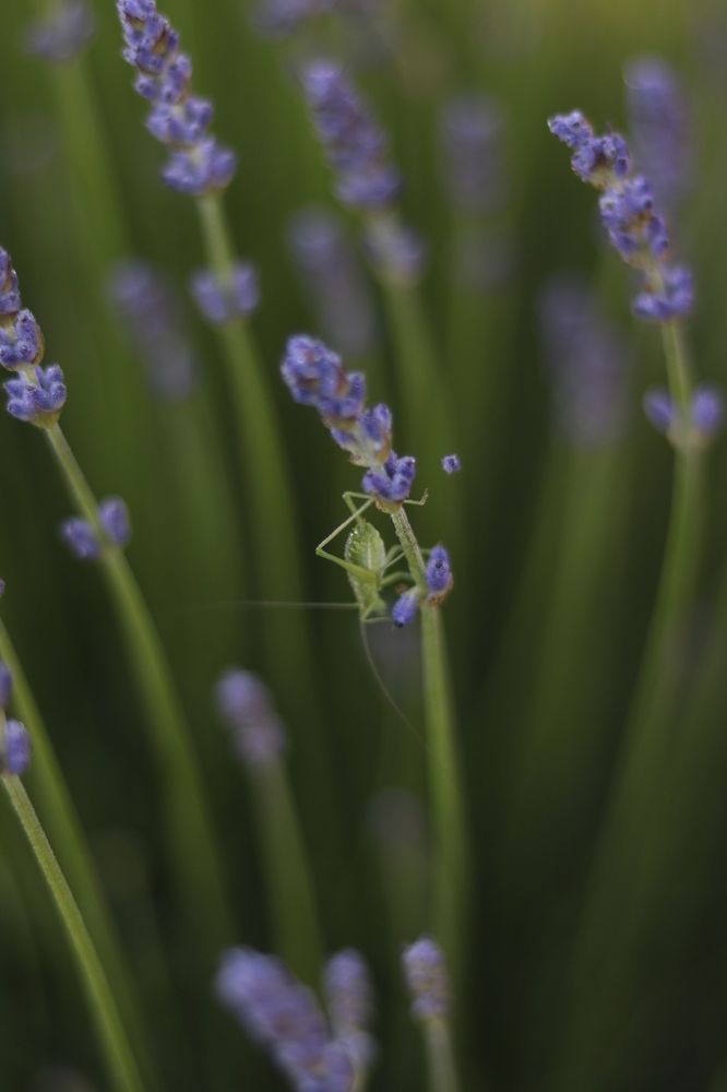 Лавандовый мундиаль