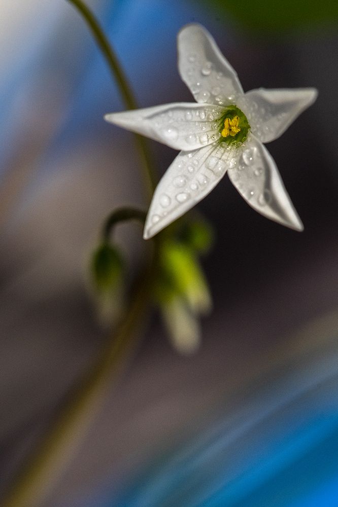 Радость цветения