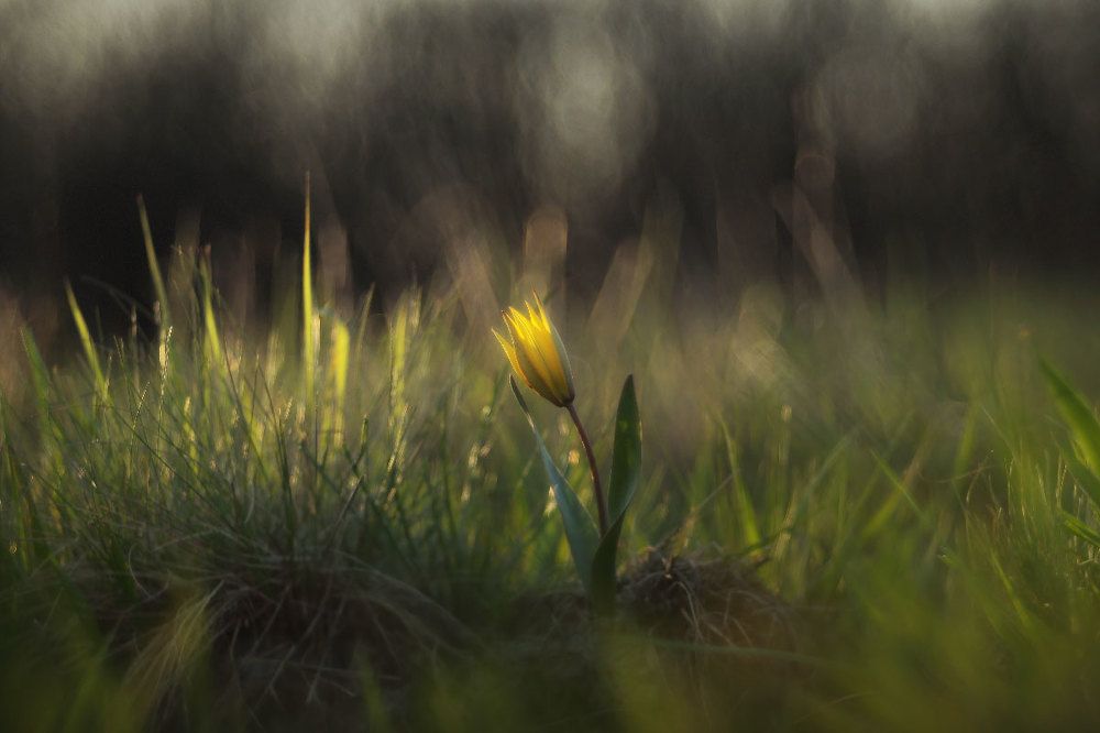 весенние настроение