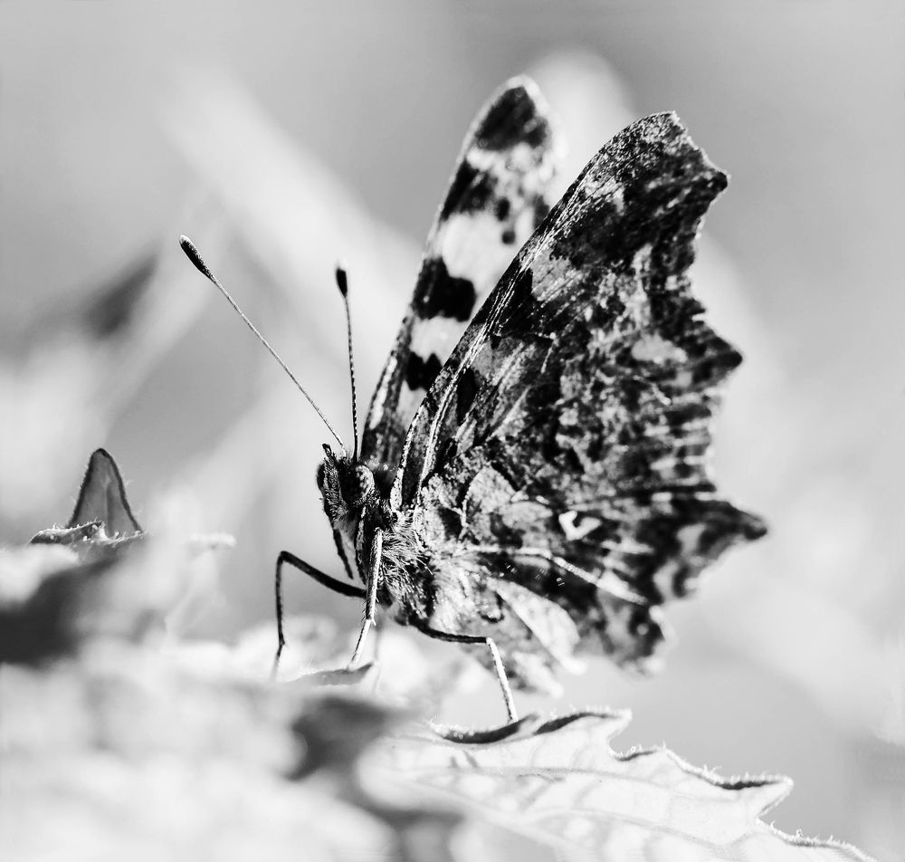 Вспоминая лето.