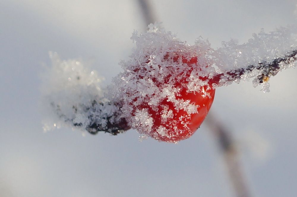 Зимний шиповник