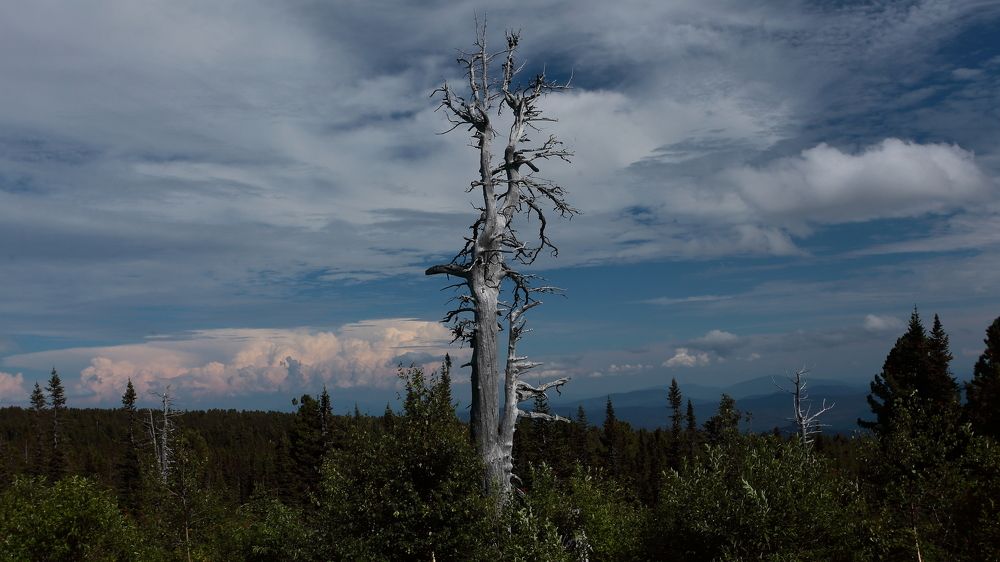 жизнь после жизни