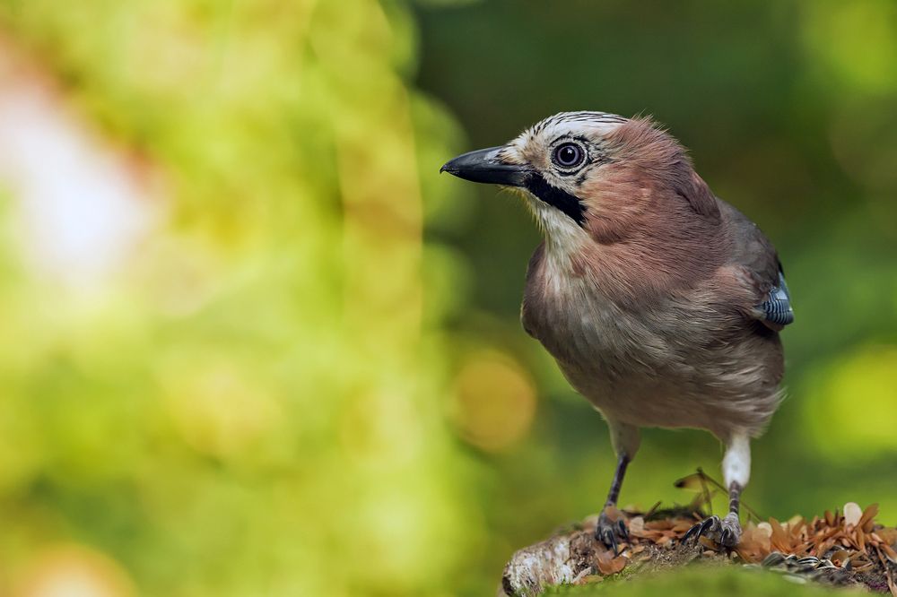 Photograph by Csaba Tálos
