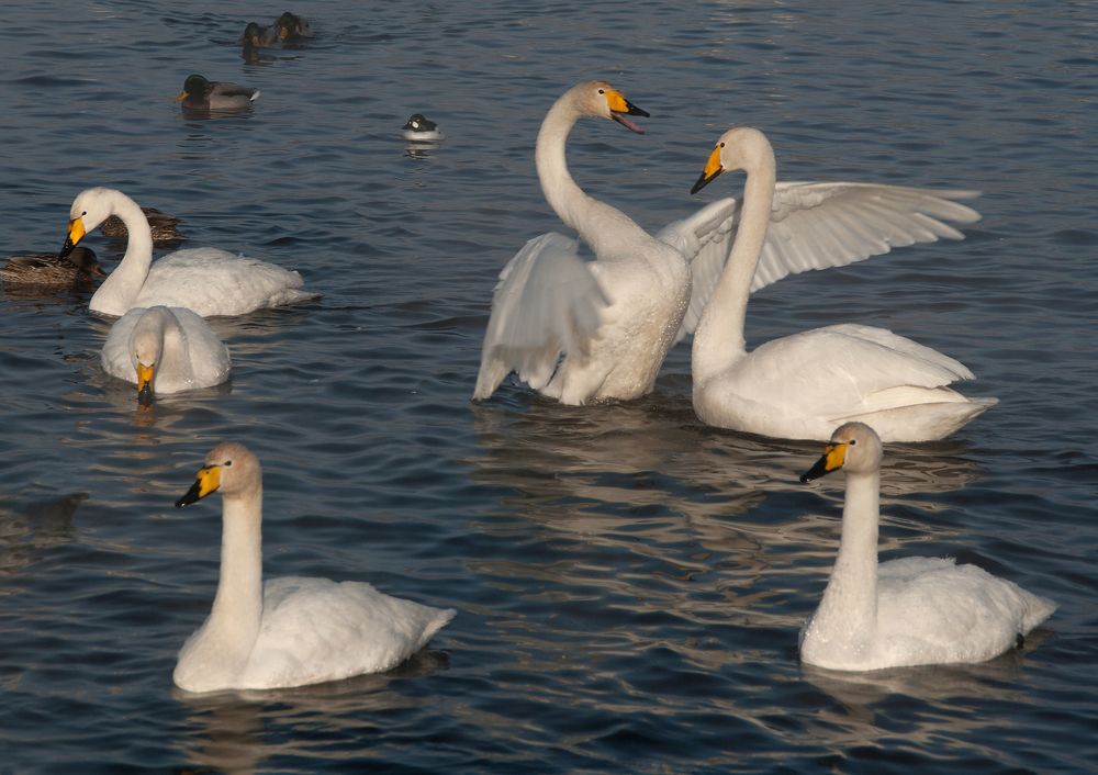 Photograph by Наталья Волошина