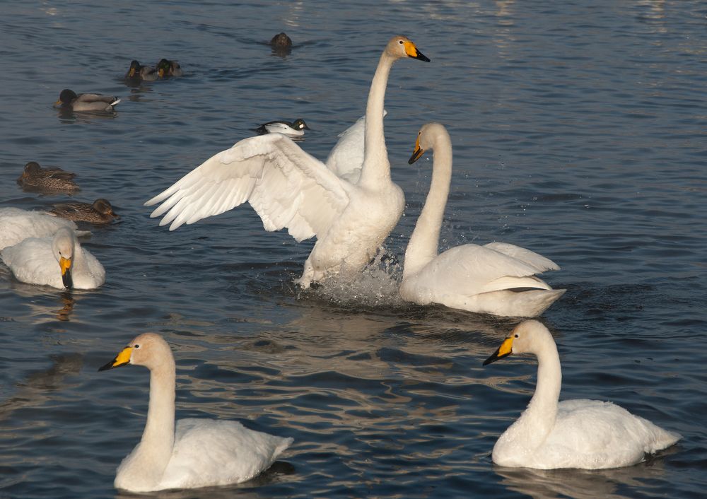 Photograph by Наталья Волошина