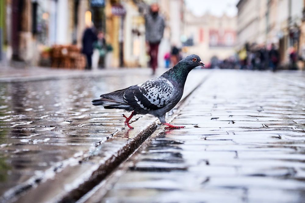 Photograph by Пётр Дедковский