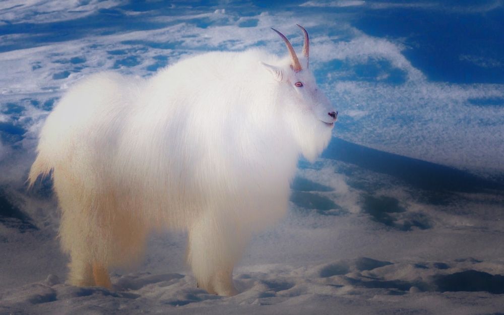Goat of Mountain