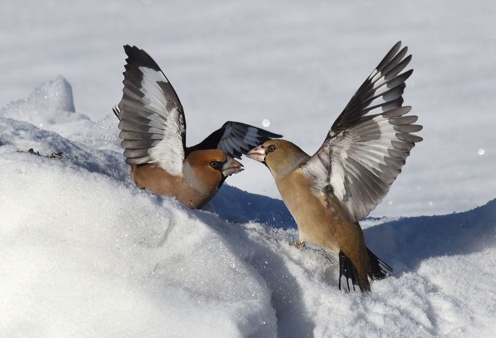 Семейные"разборки"..)