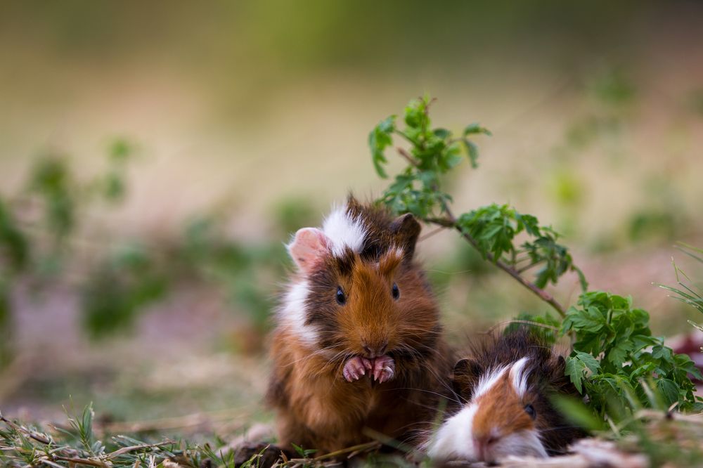 Guinea pig my little friend