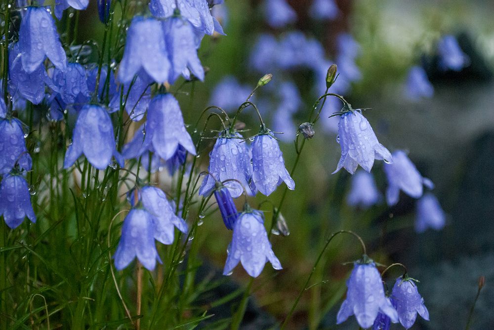 Колокольчики в долине Аккема