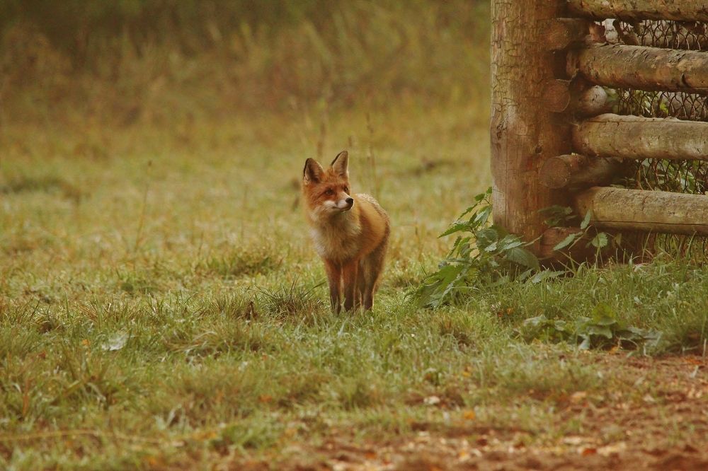 Лисичка на промысле.