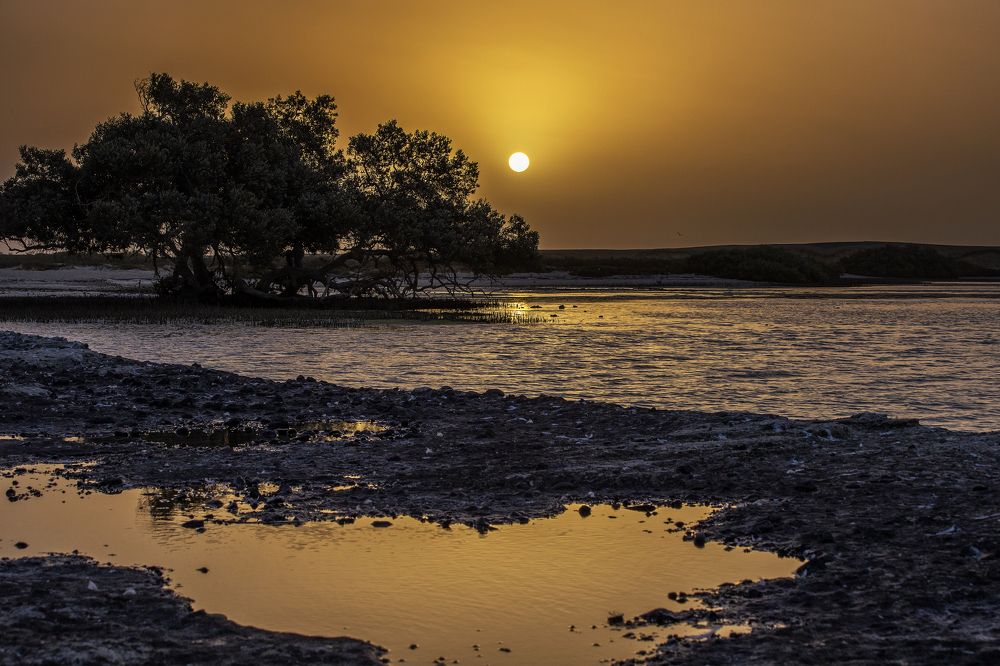 Mangrove Tree and Sunset