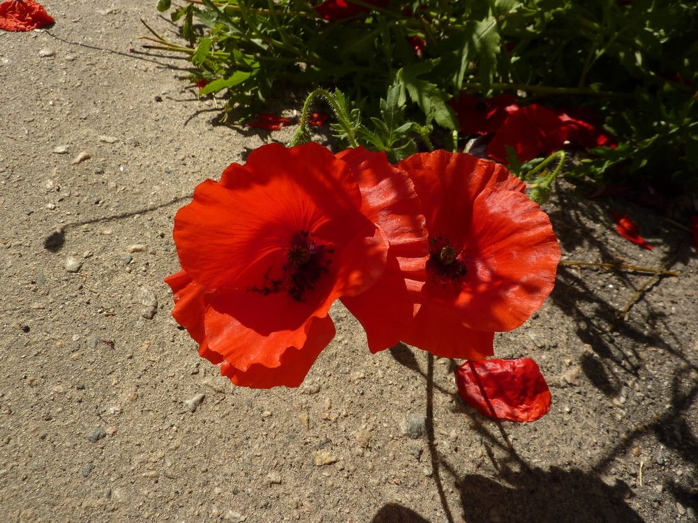 Photograph by Виктория Светлова