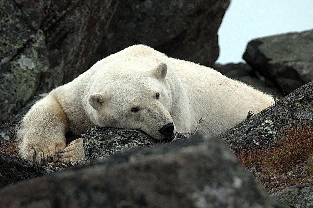 Белый медведь. Чукотка.