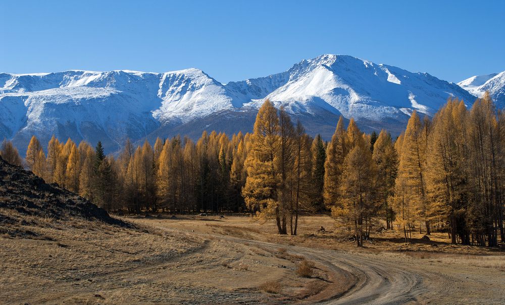 Курайская степь