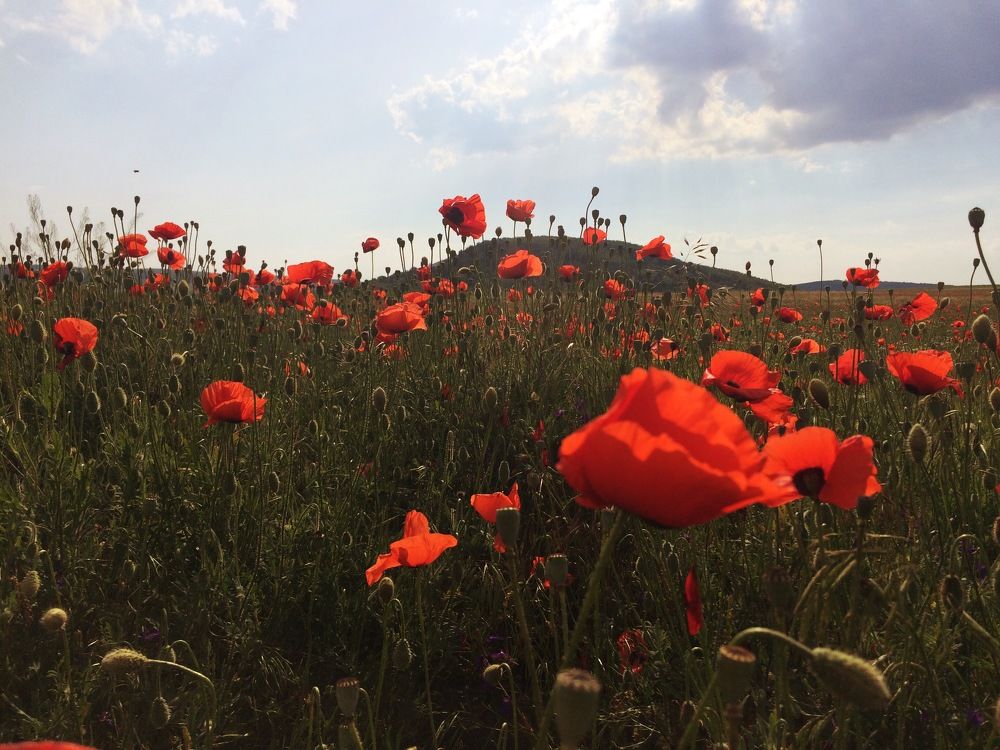 Photograph by Евгения Володина