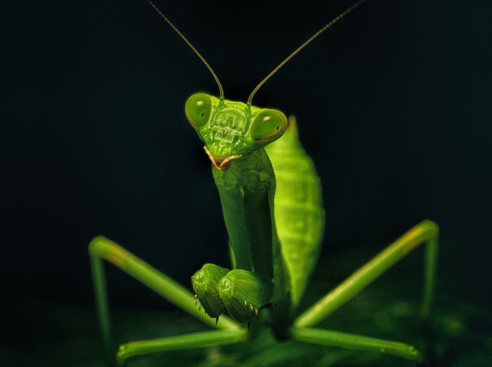 Mantis